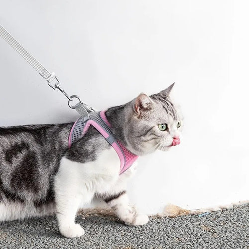 Peitoral CatExplorer – Garantia de Aventuras Seguras